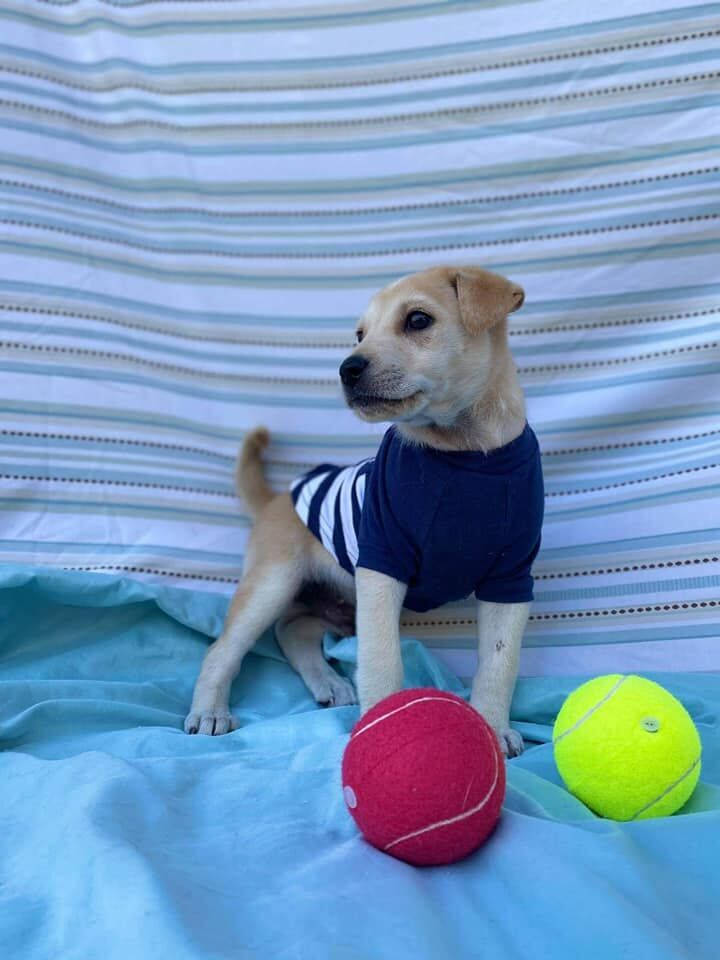 adopcion